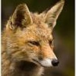 Foto del perfil de raposu